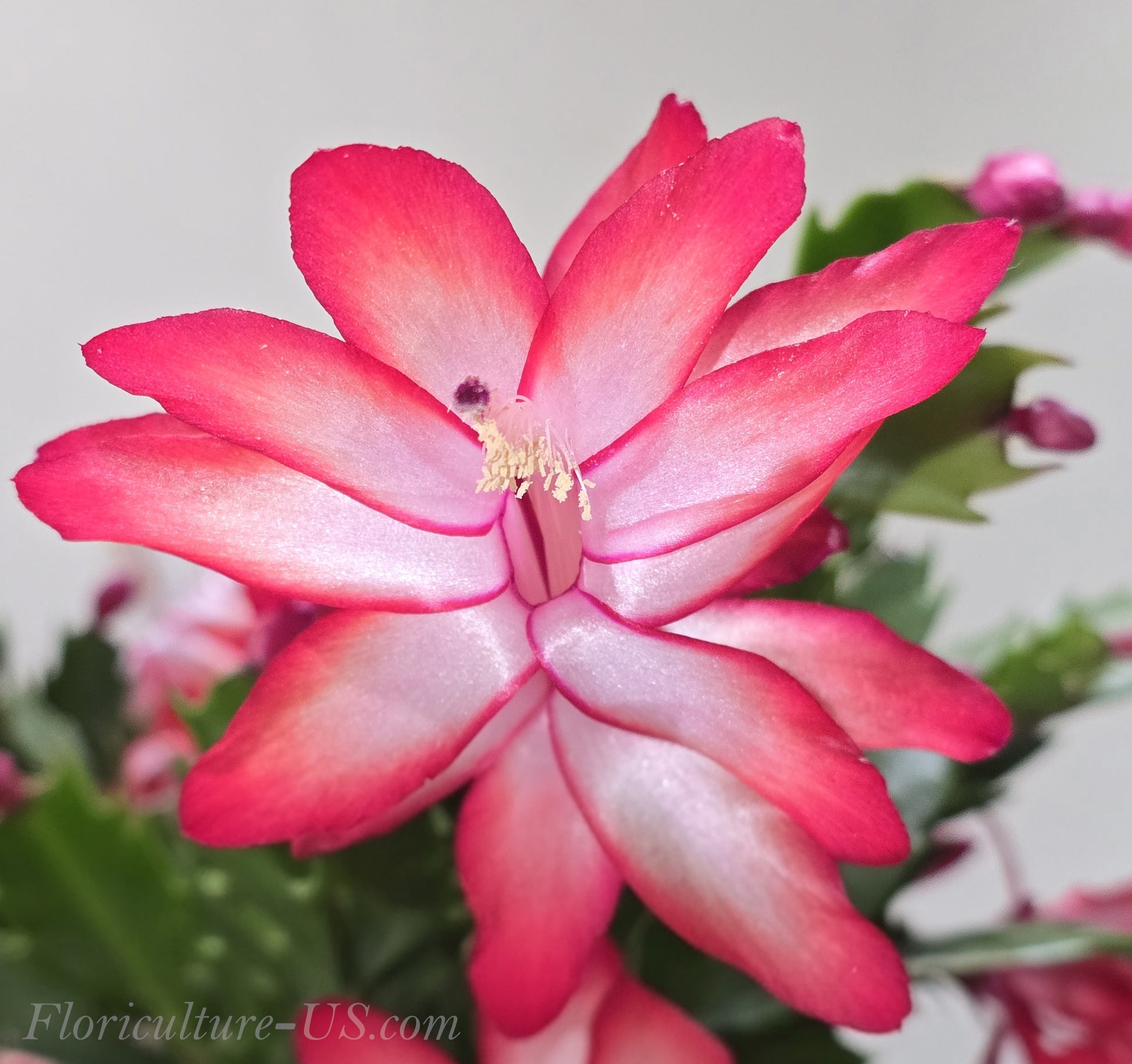 Schlumbergera Bridgesii 'Crimson Flame', Christmas Cactus