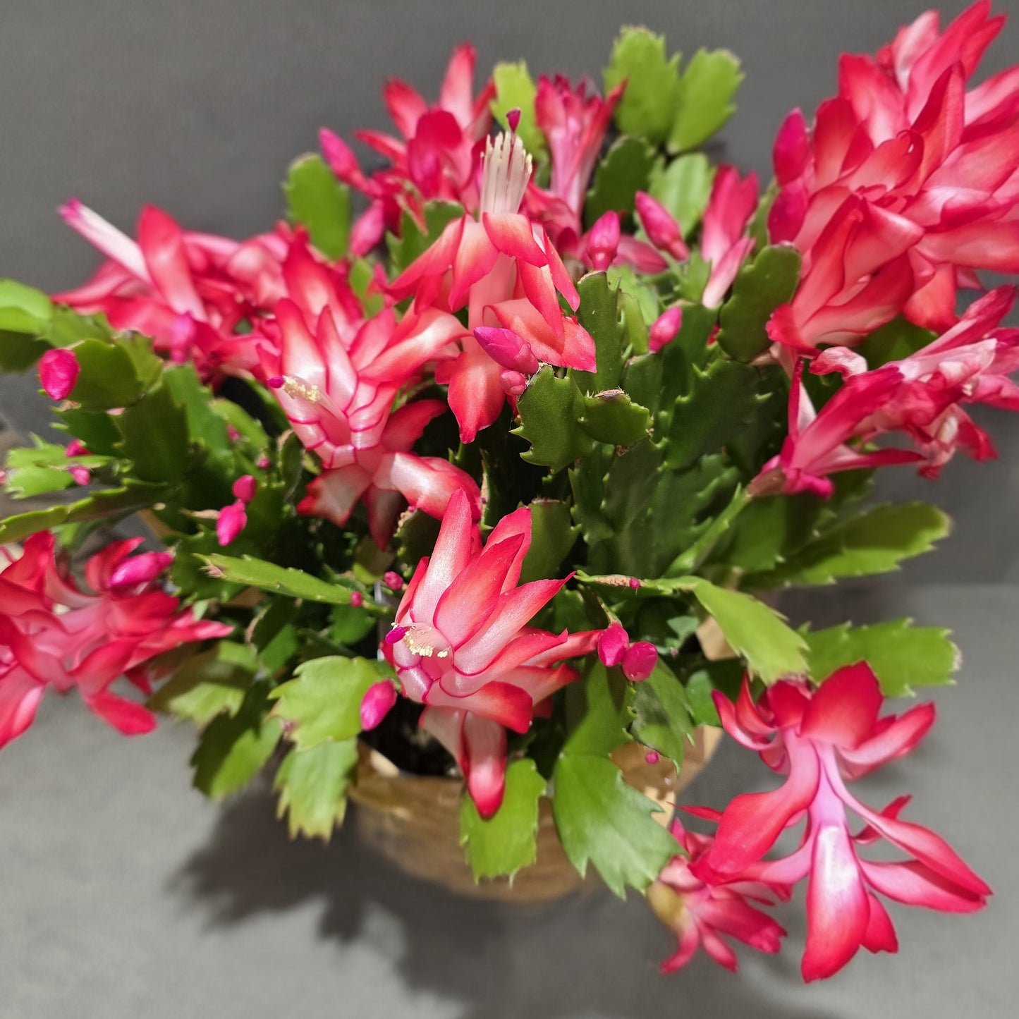 Schlumbergera Bridgesii 'Crimson Flame', Christmas Cactus plant for sale