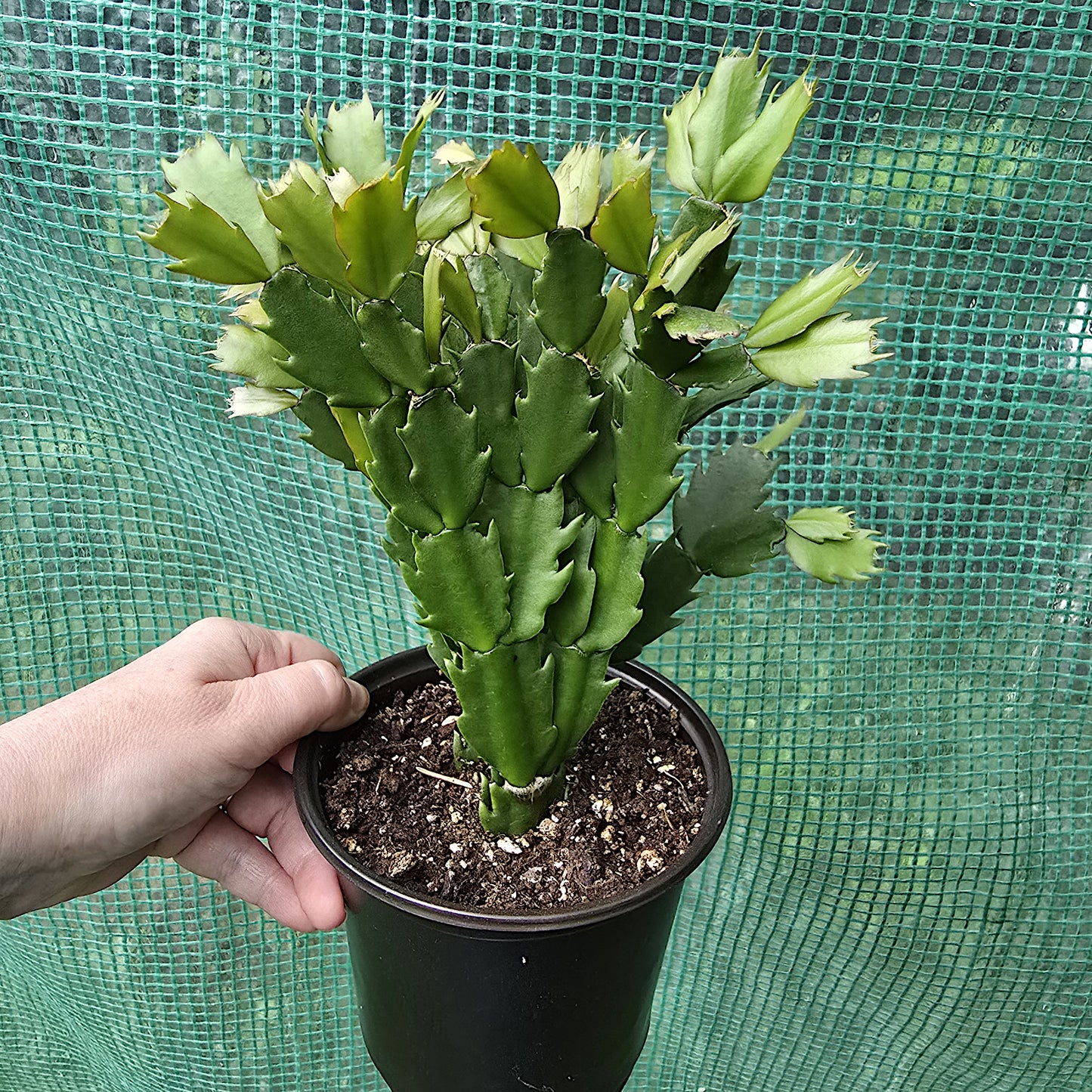 Schlumbergera Bridgesii 'Crimson Flame', Christmas Cactus. The plant in pot for sale