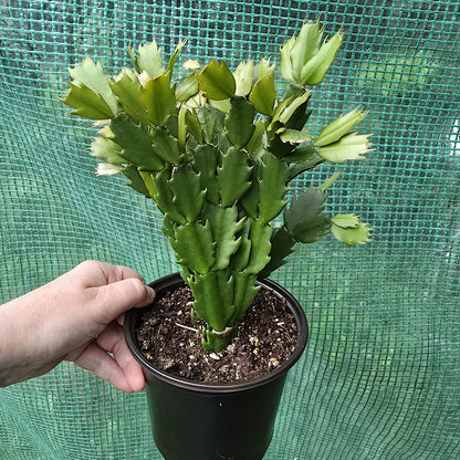 Schlumbergera Bridgesii 'Crimson Flame', Christmas Cactus. The plant in pot for sale