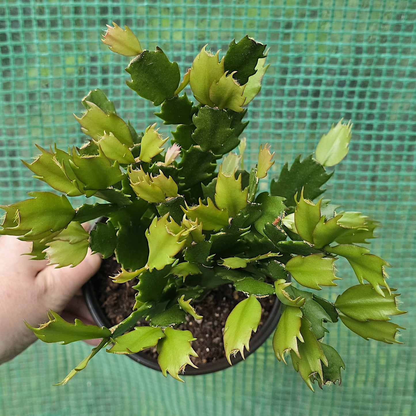 Schlumbergera Bridgesii 'Crimson Flame', Christmas Cactus