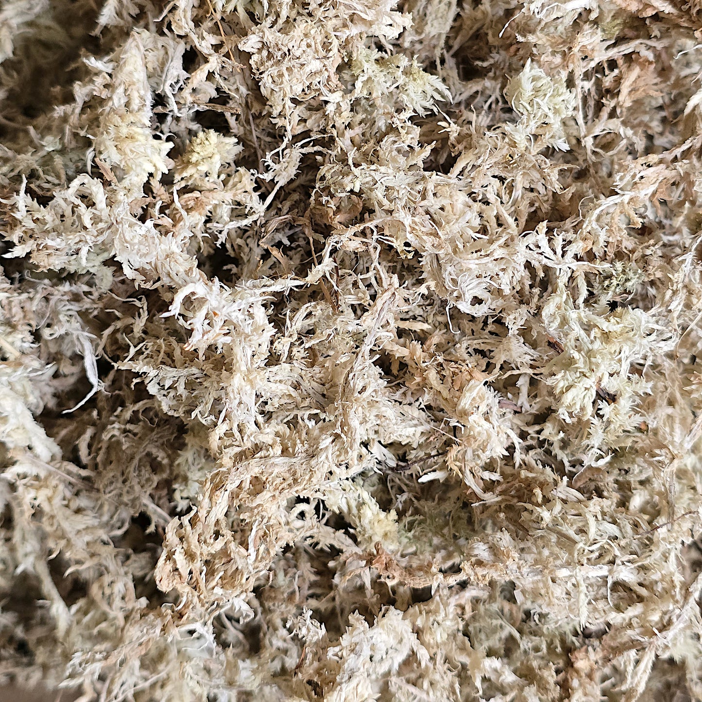 Detailed close-up of pure natural dried sphagnum moss.