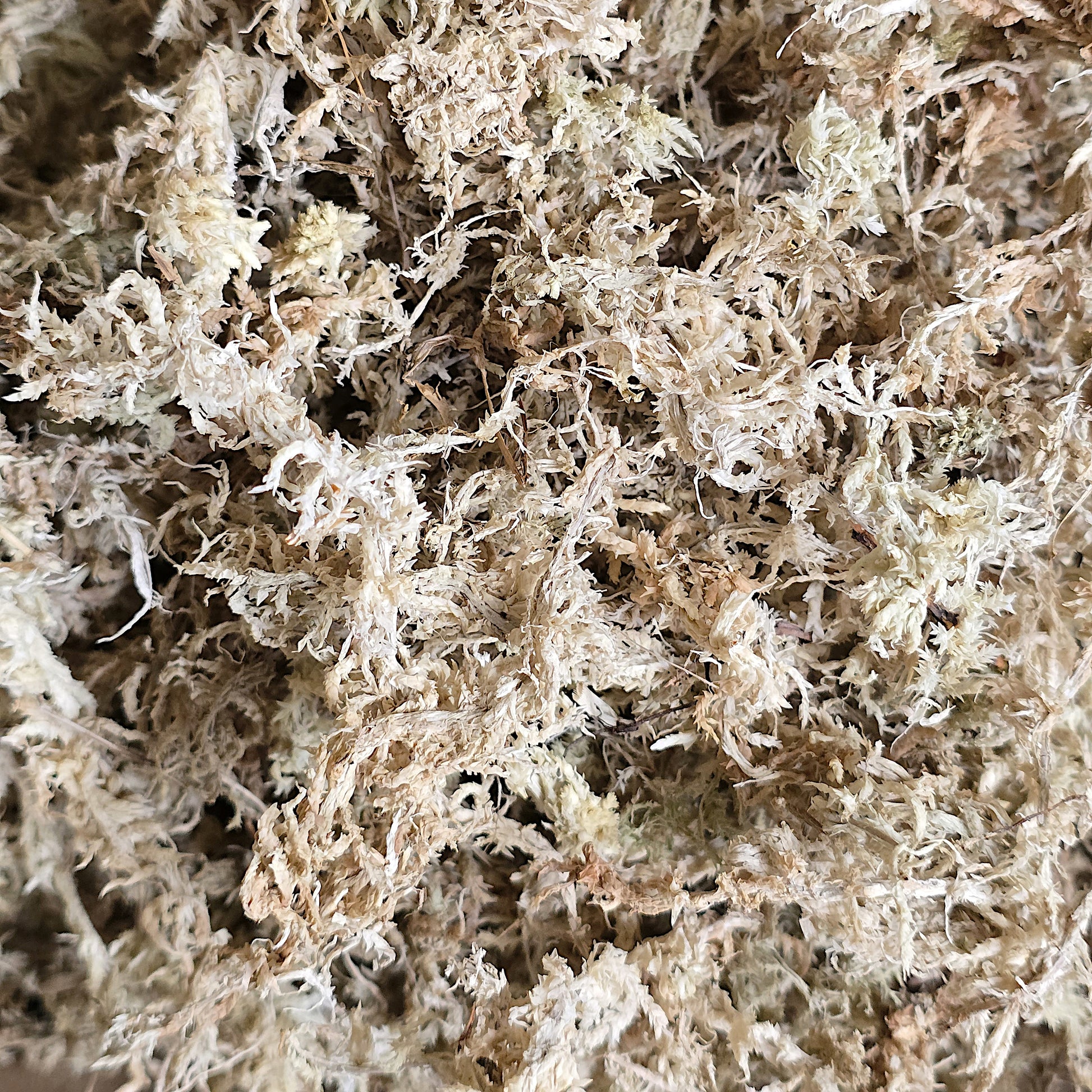 Detailed close-up of pure natural dried sphagnum moss.