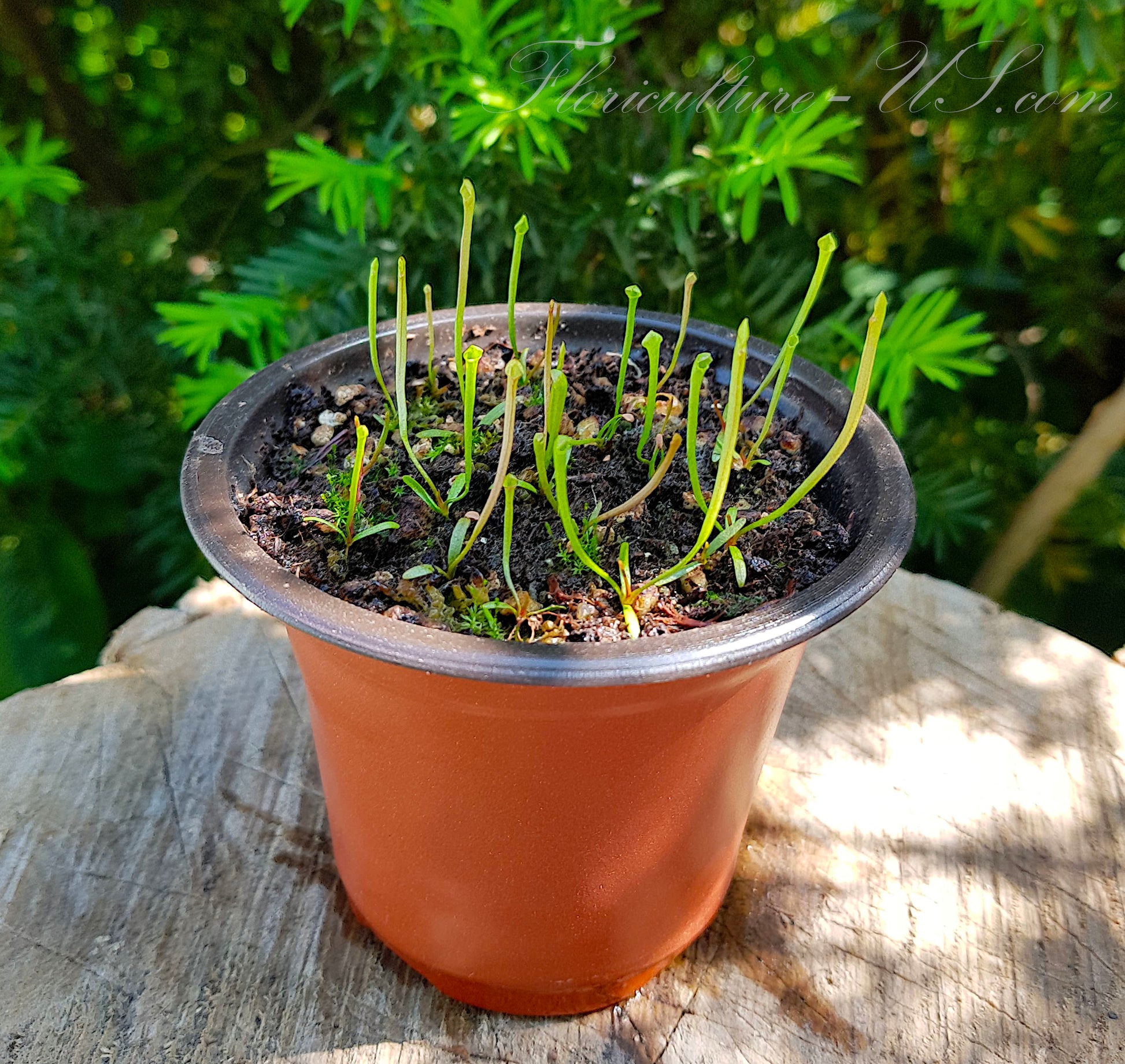 pitcher plant seeds Sarracenia Mix, Carnivorous Plant, Pitcher Plant, 15 Seeds – Floriculture US