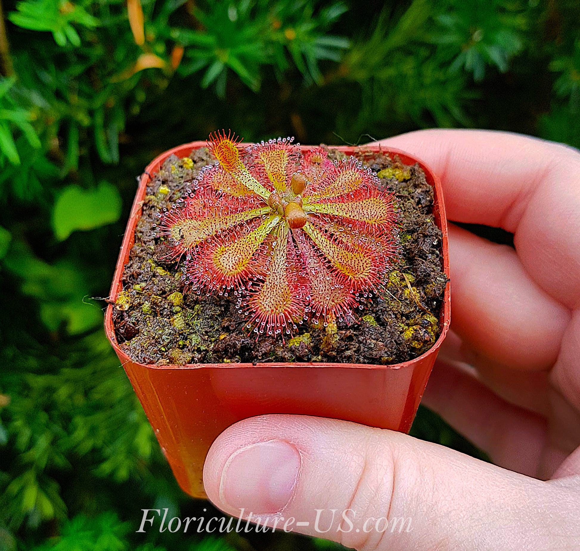 Drosera Spatulata Var. Lovellae, Sundew. Carnivorous plant
