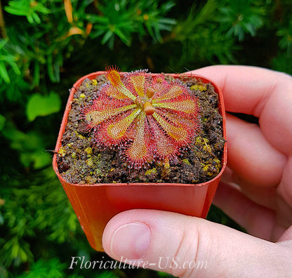 Drosera Spatulata Var. Lovellae, Sundew. Carnivorous plant