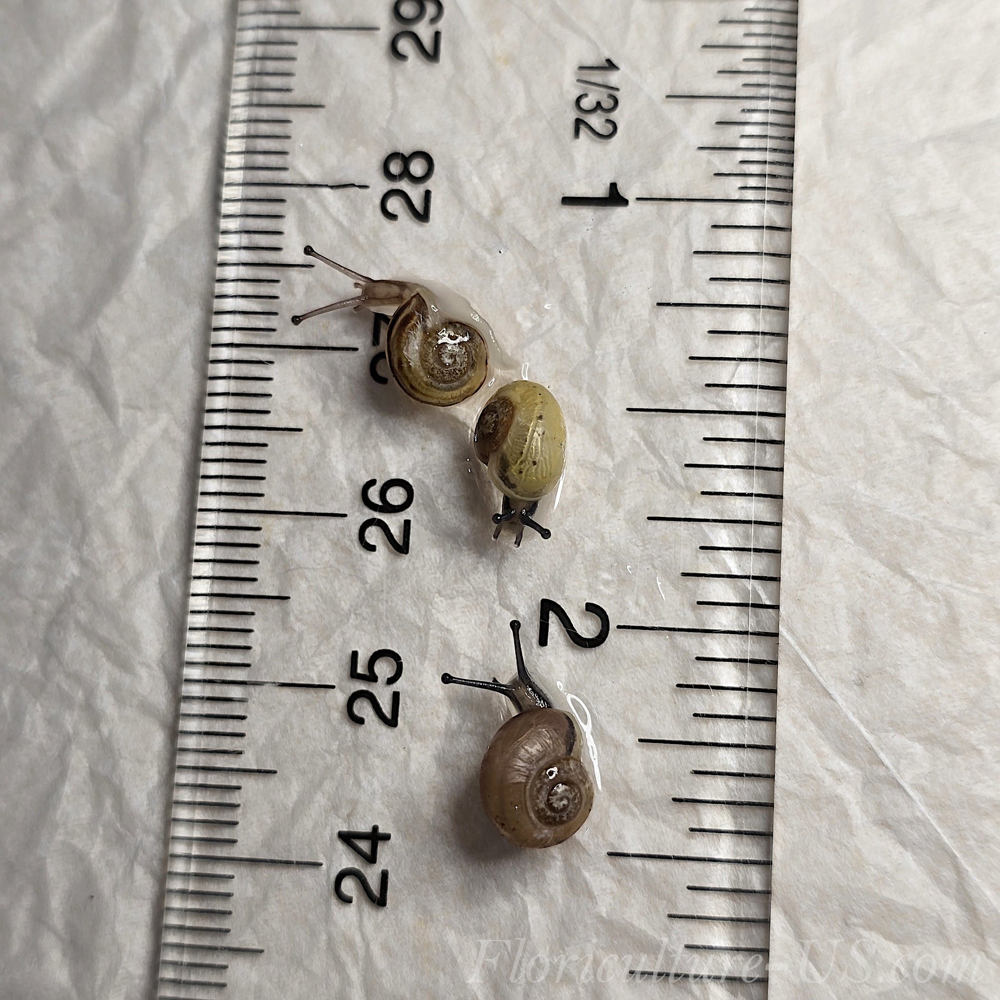 Three Various Baby Land Snails Cepaea Nemoralis for sale