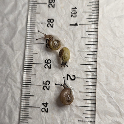 Three Various Baby Land Snails Cepaea Nemoralis for sale