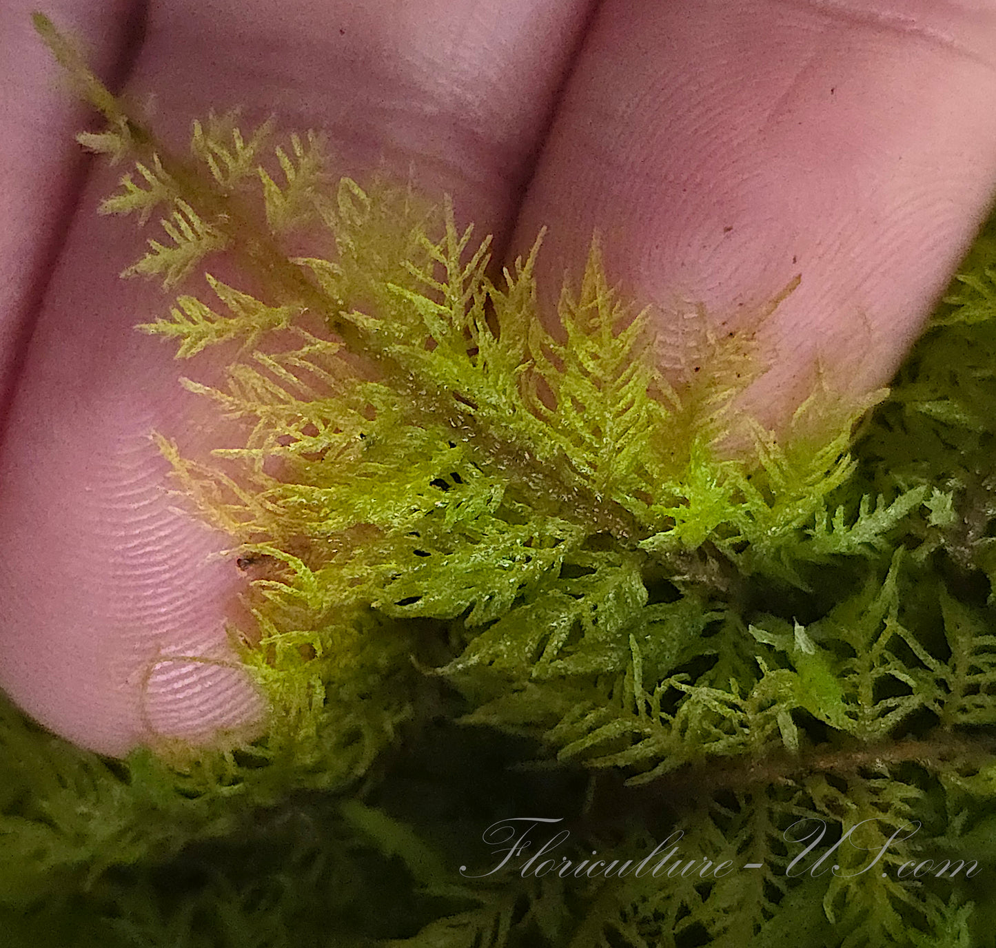 Thuidium Delicatulum, Fern Moss, Live Fresh Sheet Moss