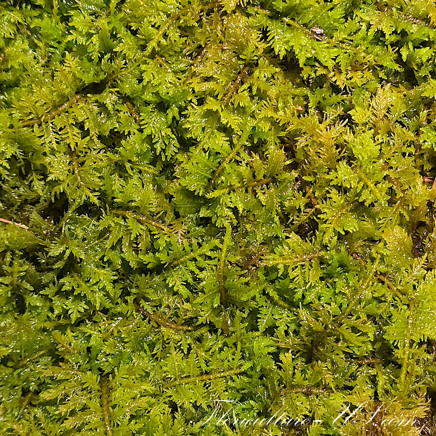 Thuidium Delicatulum, Fern Moss, Live Fresh Sheet Moss