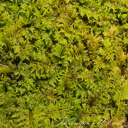 Thuidium Delicatulum, Fern Moss, Live Fresh Sheet Moss