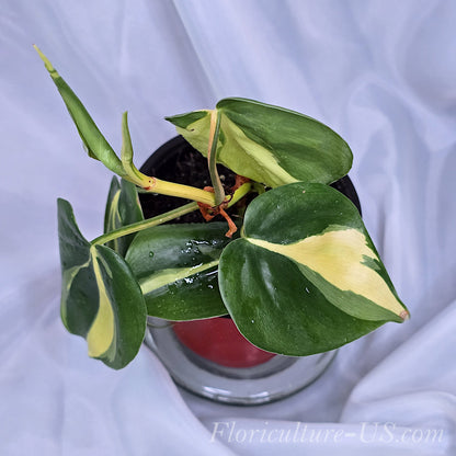 Variegated Philodendron Brasil 
