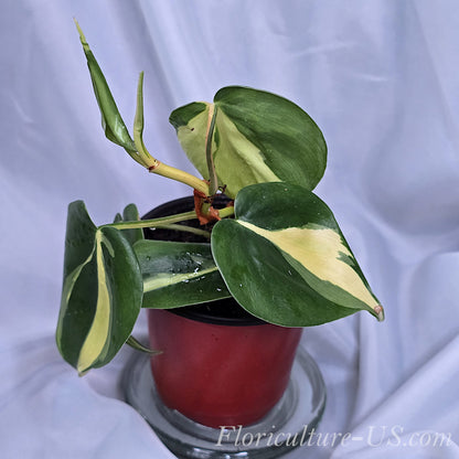 Variegated Philodendron Brasil for sale