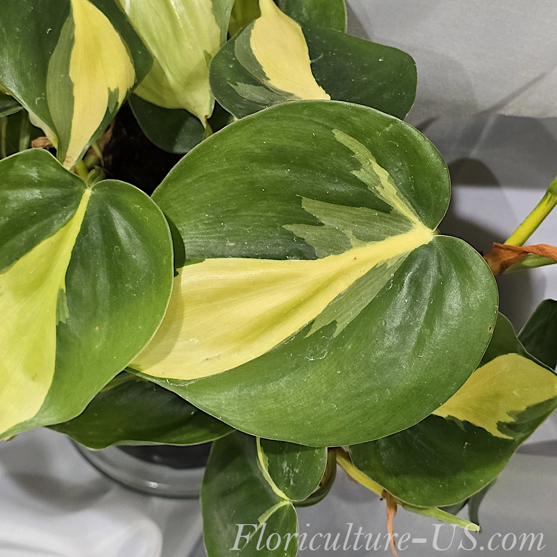Variegated Philodendron Brasil houseplant in a pot with yellow-green leaves