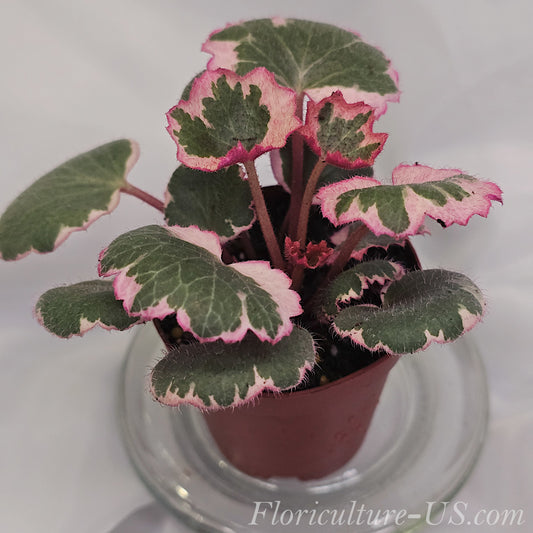 Variegated Strawberry Begonia, Saxifraga Stolonifera 'Tricolor' for sale