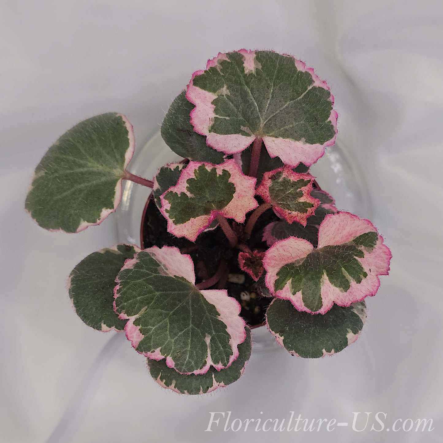 Variegated Strawberry Begonia, Saxifraga Stolonifera 'Tricolor'