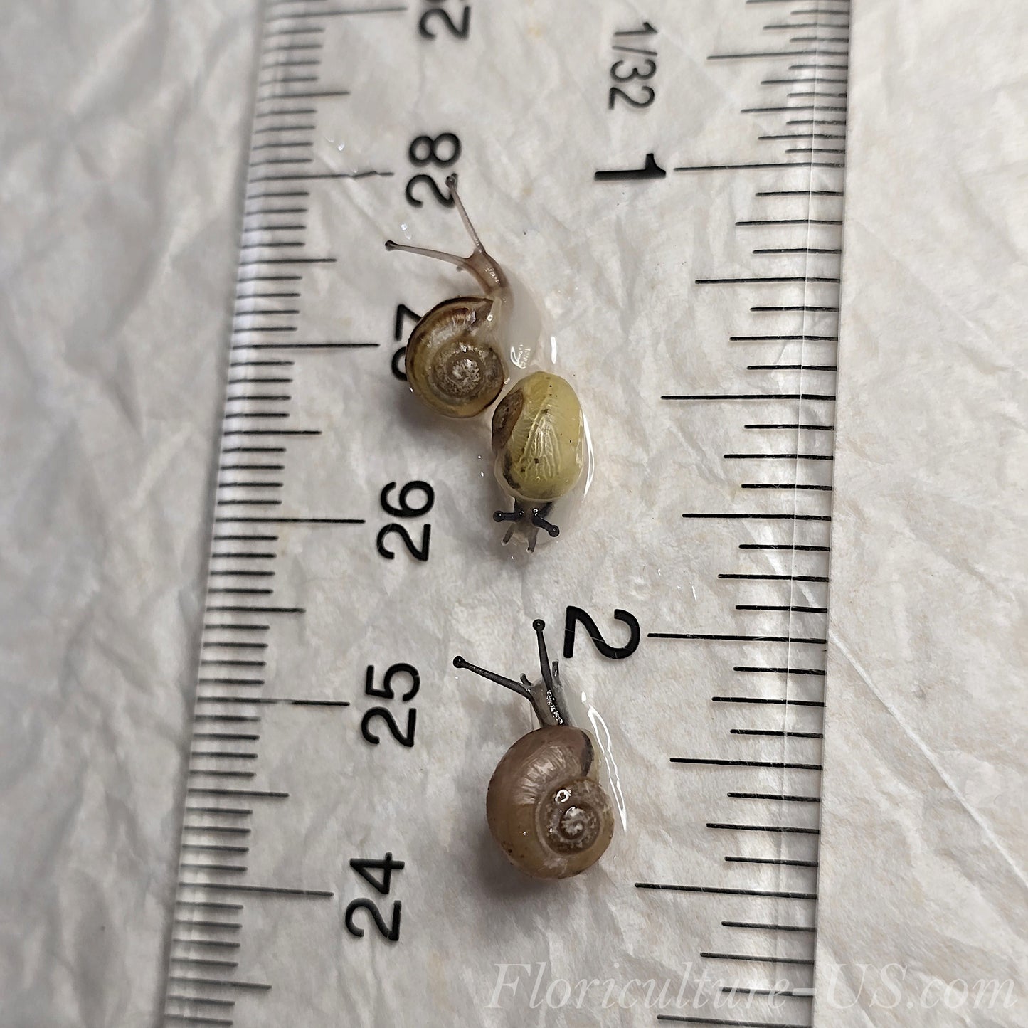 Three Various Baby Grove Snails Cepaea Nemoralis for sale