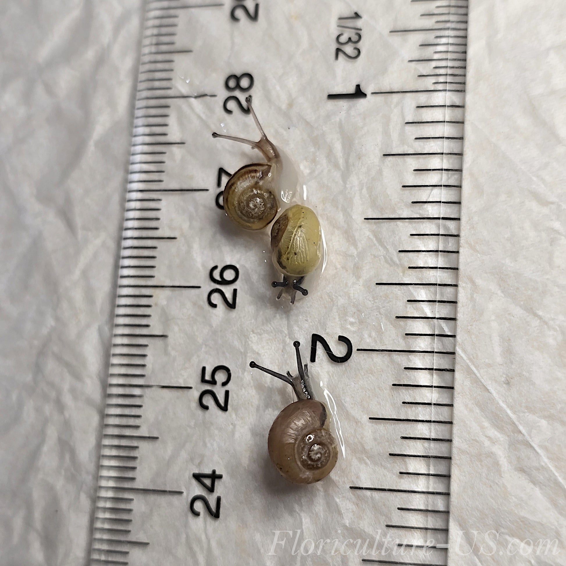 Three Various Baby Grove Snails Cepaea Nemoralis for sale