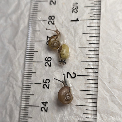 Three Various Baby Grove Snails Cepaea Nemoralis for sale