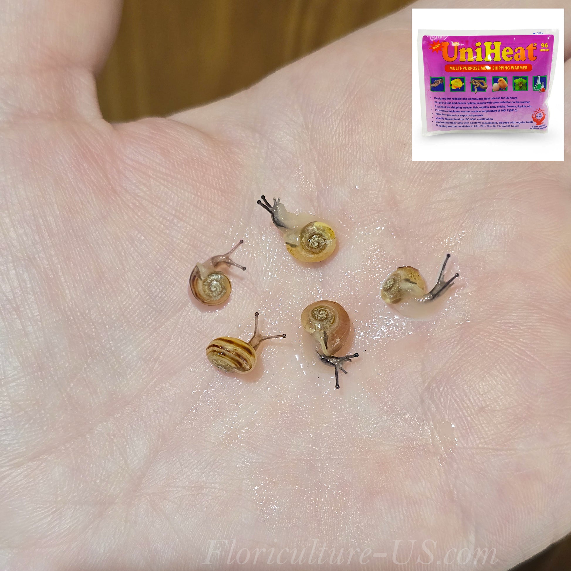 Five Various Baby Grove Snails Cepaea Nemoralis with Heat Pack for sale
