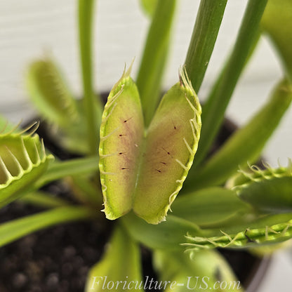Dionaea muscipula, Venus flytrap