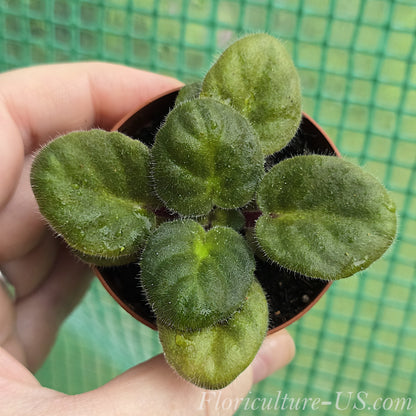 Dark Purple African Violet Starter, Saintpaulia