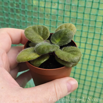 Dark Purple African Violet Starter, Saintpaulia