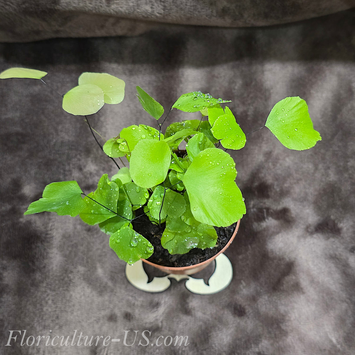 Detailed top-angle shot of a lush Silver Dollar Maidenhair Fern displaying its unique ornamental foliage.