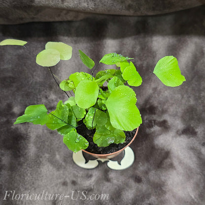 Detailed top-angle shot of a lush Silver Dollar Maidenhair Fern displaying its unique ornamental foliage.