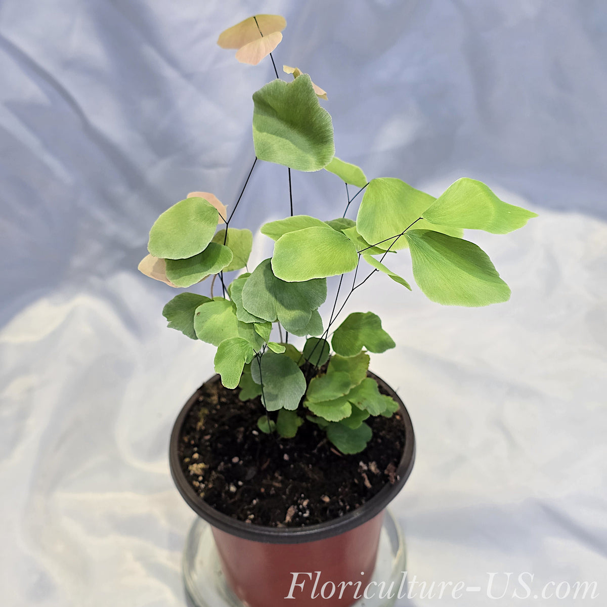 Adiantum Peruvianum Silver Dollar Fern potted in standard nursery sizes for indoor plant collections.
