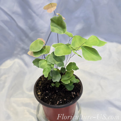 Adiantum Peruvianum Silver Dollar Fern potted in standard nursery sizes for indoor plant collections.
