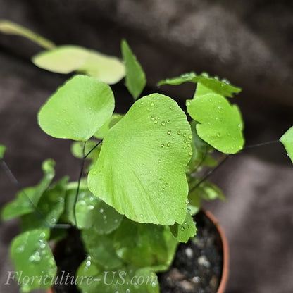 Macro close-up shot of large shimmering silver-green fronds on a healthy Adiantum Peruvianum fern.
