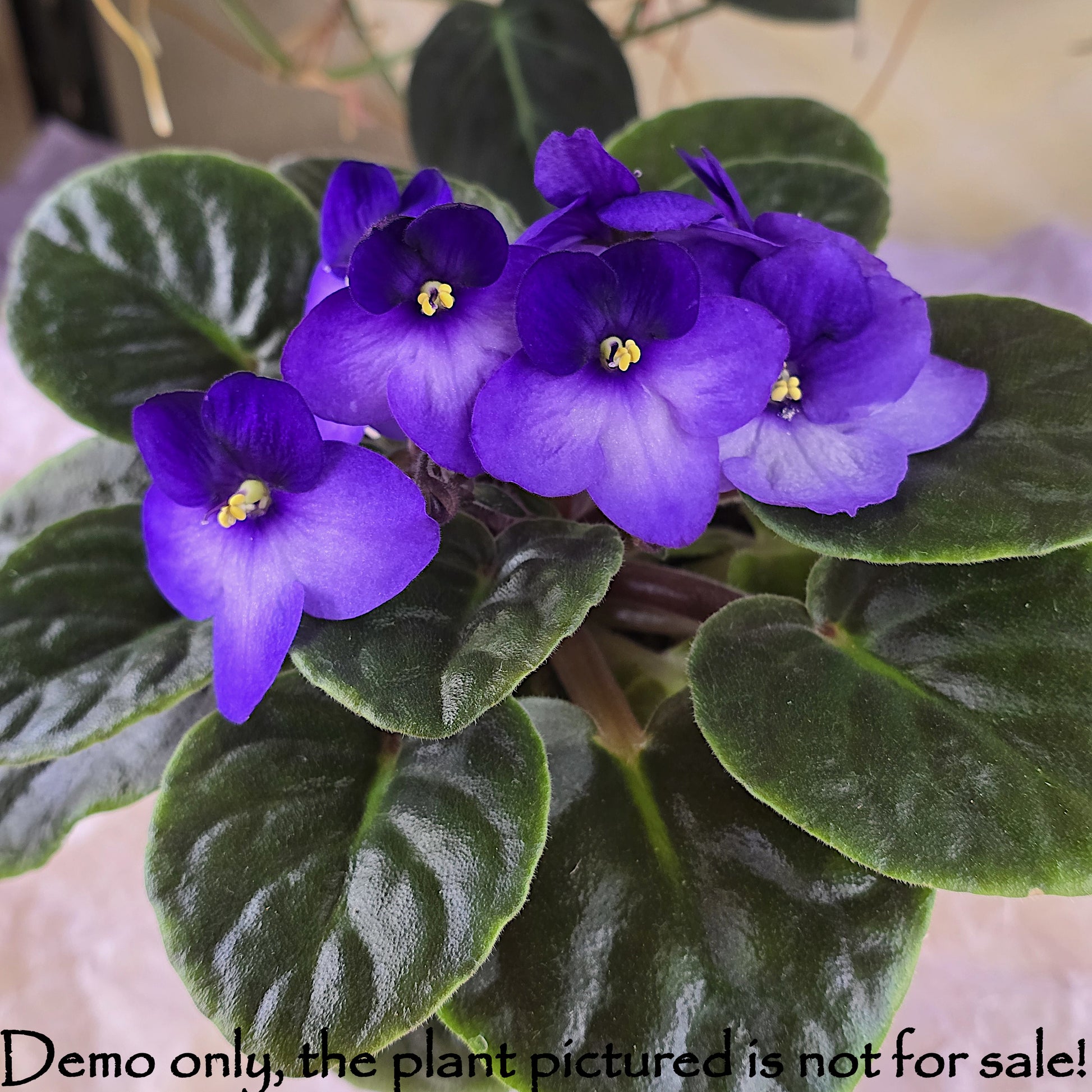Example of mature mother plant bloom for Bi-Color Purple African Violet