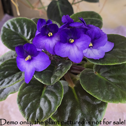 Example of mature mother plant bloom for Bi-Color Purple African Violet