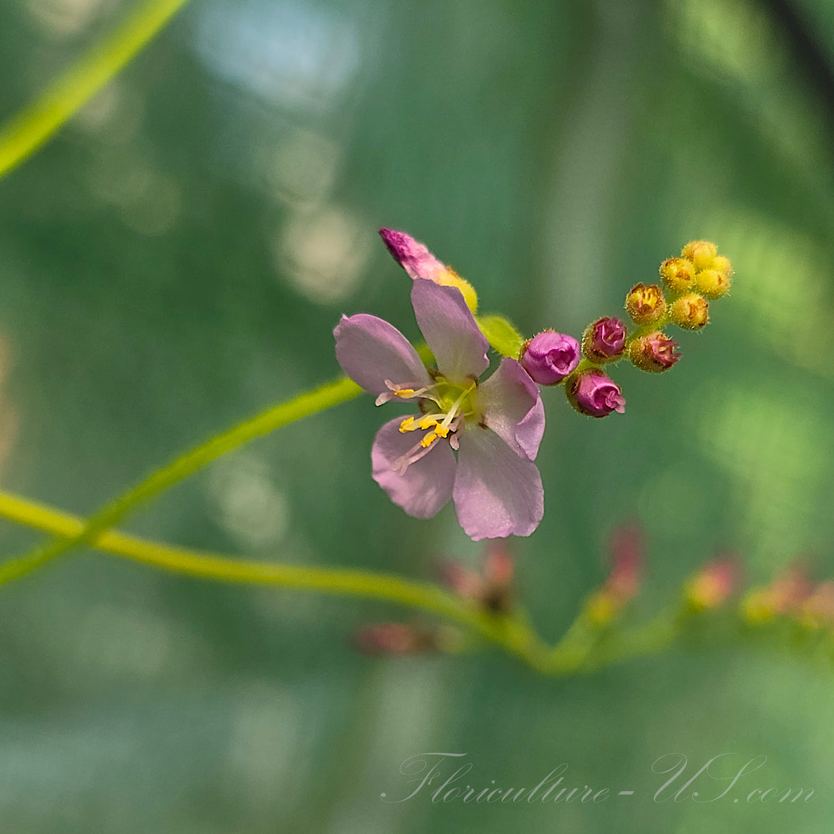 Close-up macro shot of a pink flower blooming on an all-red Drosera Capensis carnivorous sundew plant.