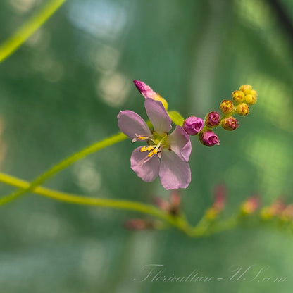 Close-up macro shot of a pink flower blooming on an all-red Drosera Capensis carnivorous sundew plant.