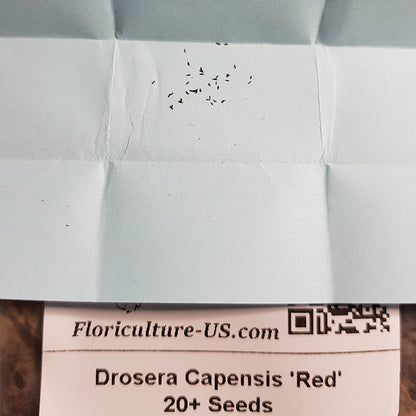 High-germination seeds of all-red Drosera Capensis carnivorous sundew plant which is easy to grow for beginners.