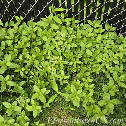 Mentha Peppermint  (Mentha x Piperita), Unrooted Cuttings, Live plant, Herb