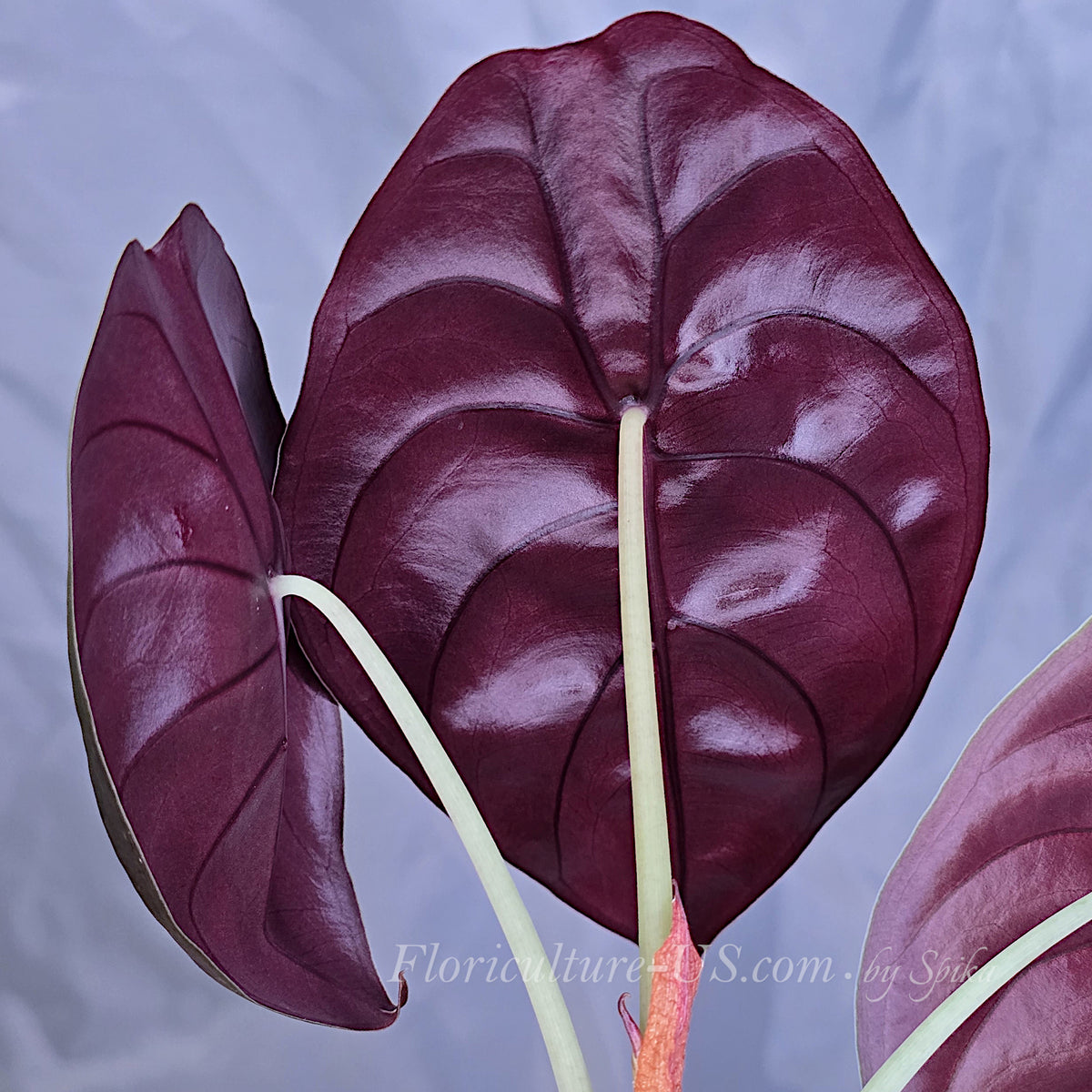 Back view of Alocasia Cuprea Red Secret showing deep maroon and purple leaf undersides with prominent veins.