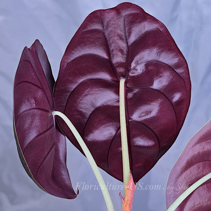 Back view of Alocasia Cuprea Red Secret showing deep maroon and purple leaf undersides with prominent veins.