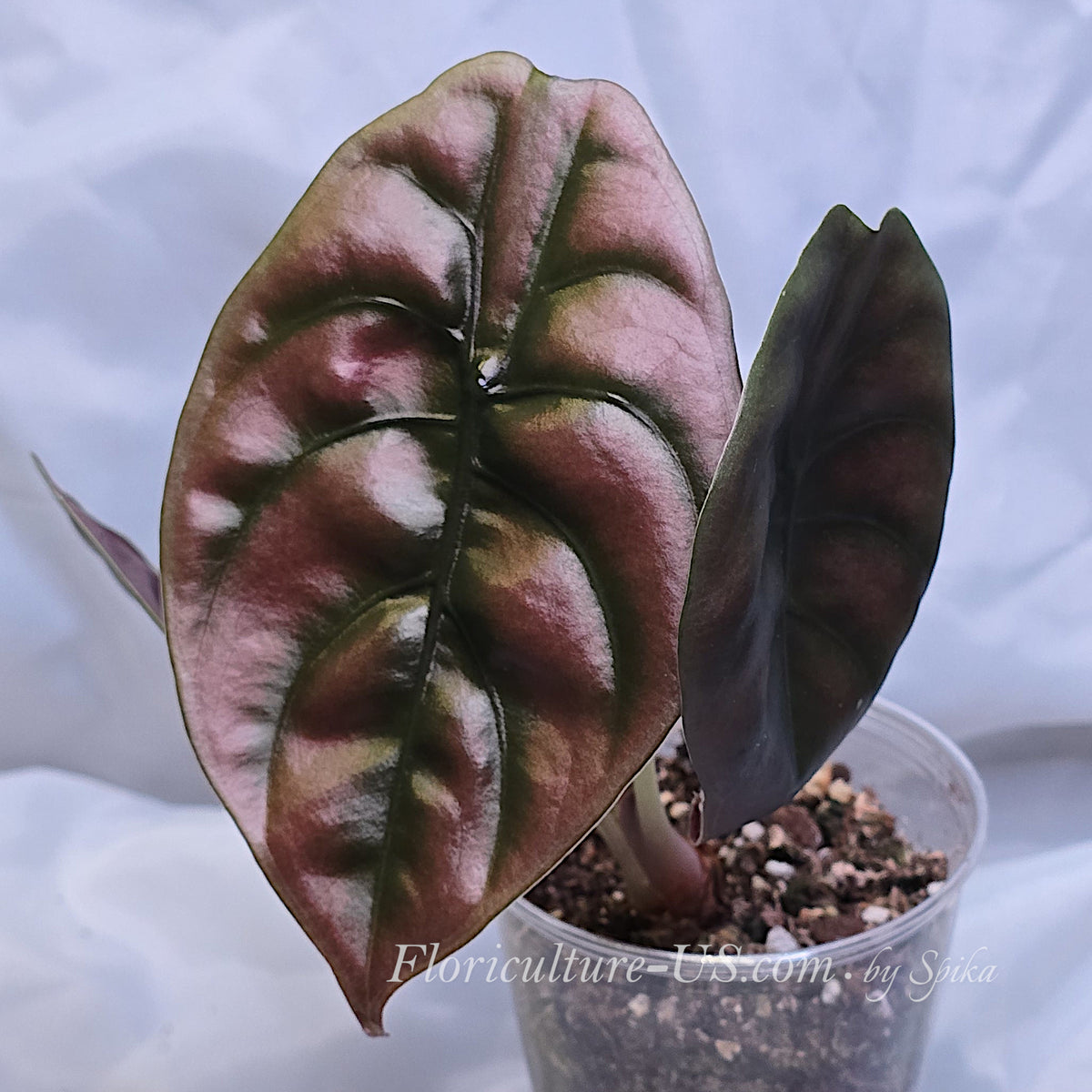Top view of an Alocasia Cuprea Red Secret starter plant in a 3-inch clear plastic cup showing metallic copper shield-shaped leaves.