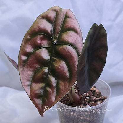 Top view of an Alocasia Cuprea Red Secret starter plant in a 3-inch clear plastic cup showing metallic copper shield-shaped leaves.