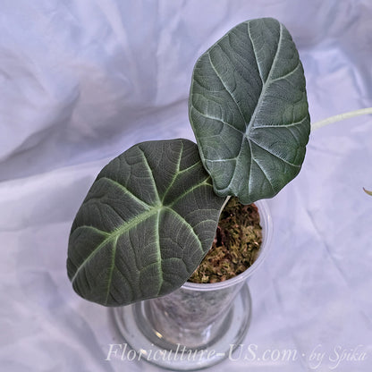 Top view of Alocasia Maharani Grey Dragon showing deep texture and silvery green veins.