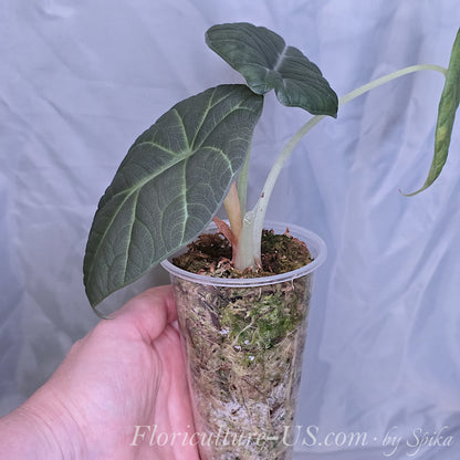 A hand holding a potted Alocasia Maharani starter plant in a clear plastic cup with sphagnum moss.
