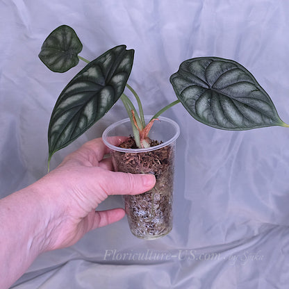 A hand holding a potted Alocasia Silver Dragon starter plant in a clear plastic cup.