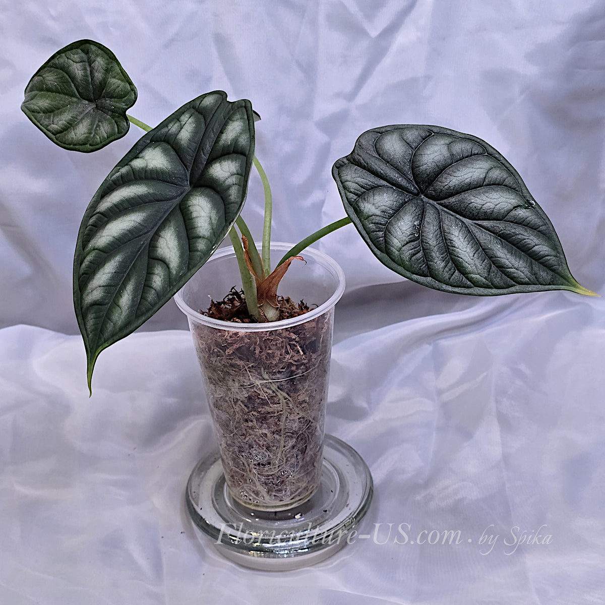 Side view of Alocasia Silver Dragon growing in a clear cup with visible healthy roots.