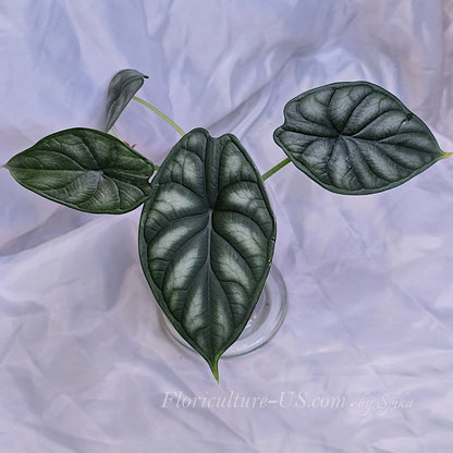 Top-down view of a healthy Alocasia Silver Dragon showcasing its textured leaves.