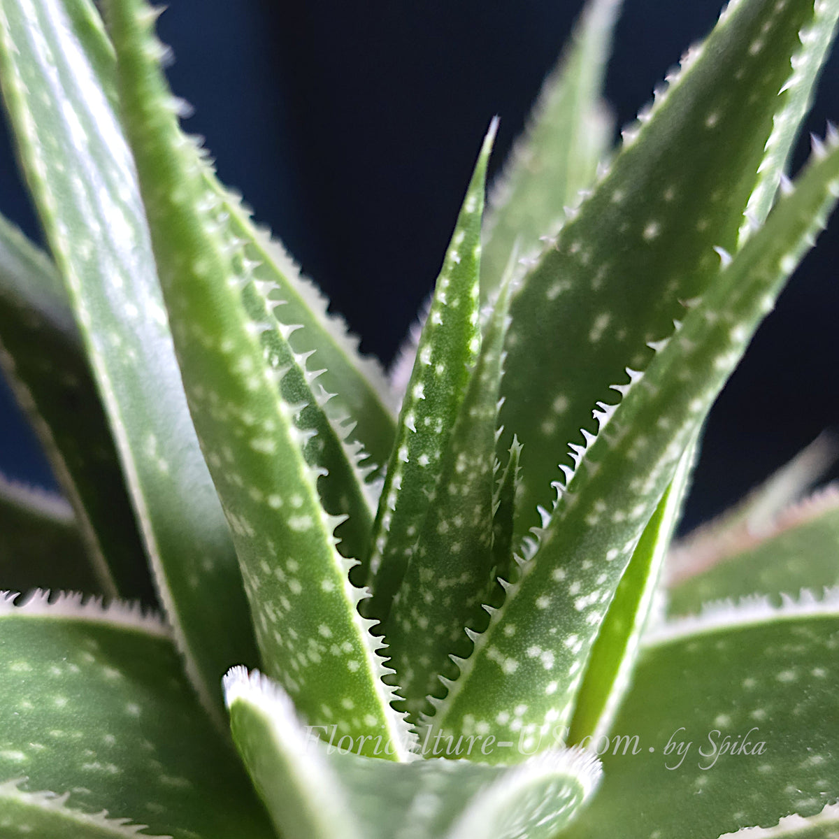 Close-up view of Aloe 'Amial Hodi' leaves showing white spots and toothy margins