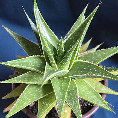 Healthy live Aloe 'Amial Hodi' hybrid succulent plant in a pot.
