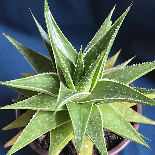 Healthy live Aloe 'Amial Hodi' hybrid succulent plant in a pot.
